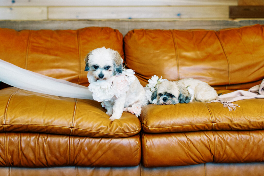 Two fluffy dogs sitting on the orange leather couch.